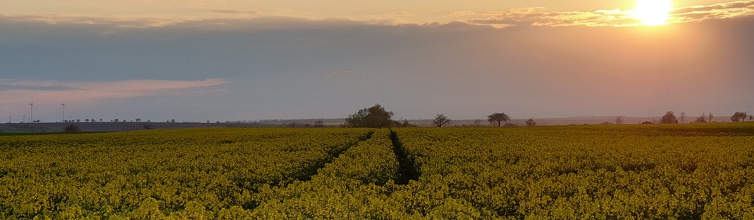 Rapsfeld im Sonnenuntergang